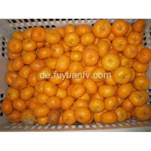 Frische süße Baby-Mandarine